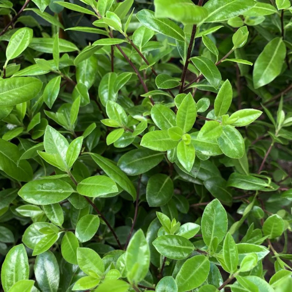 [PITGOBA] PITTOSPORE À PETITES FEUILLES (—, —, pot 5L)