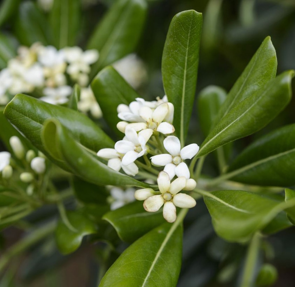 [PITOBIR] PITTOSPORE DU JAPON (—, —, pot 5l 80/90cm)