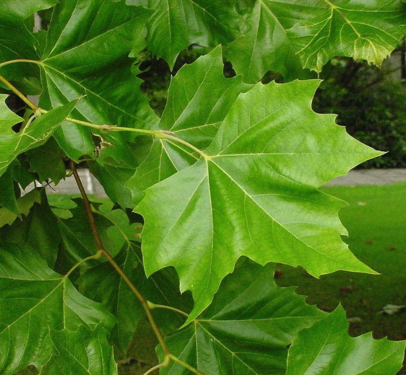 [PLACERI] Platanus acerifolia (stam 240cm dak, 8/10, pot)