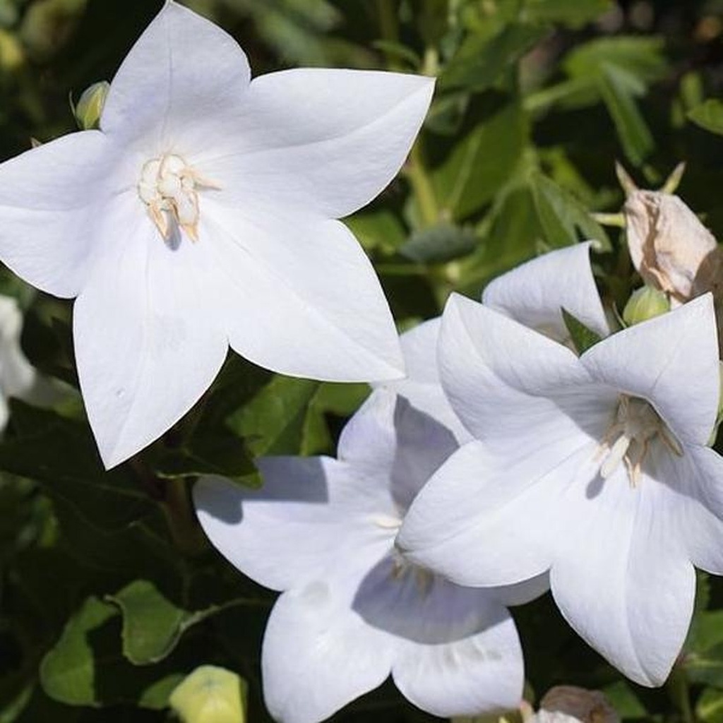 Platycodon grandiflorus 'Fuji White'