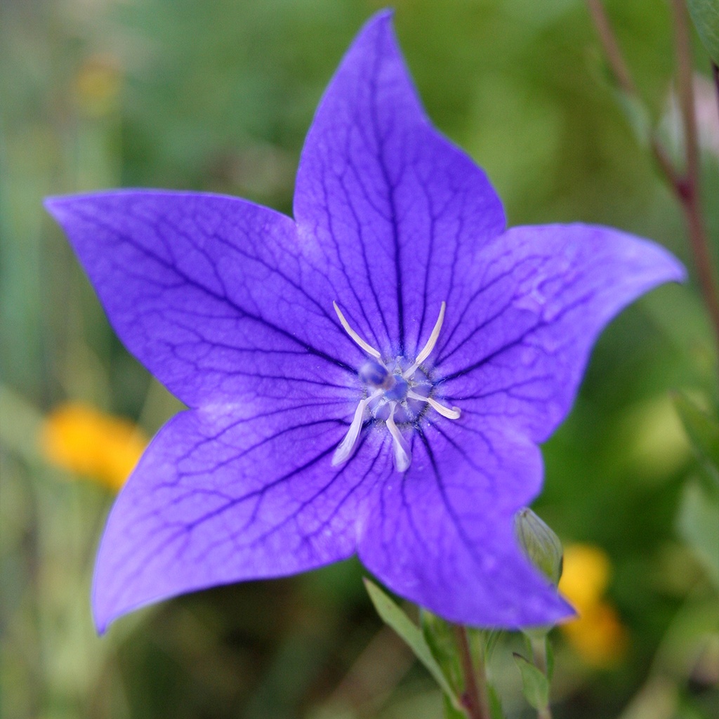 CAMPANULE A GRANDES FLEURS