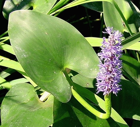 [POCORDA] Pontederia cordata (mand 18cm)