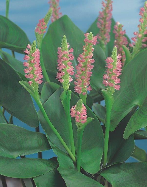 [POCPPON] Pontederia cordata 'Pink Pons' (mand 18cm)