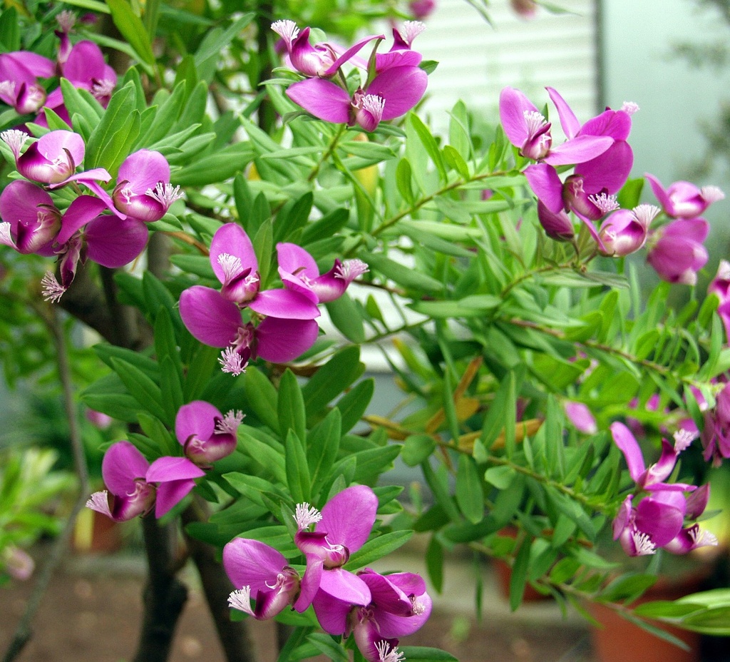 [PODALMA] Polygala dalmaisiana