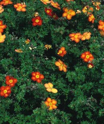 [POFRACE] POTENTILLE (pot 3L)