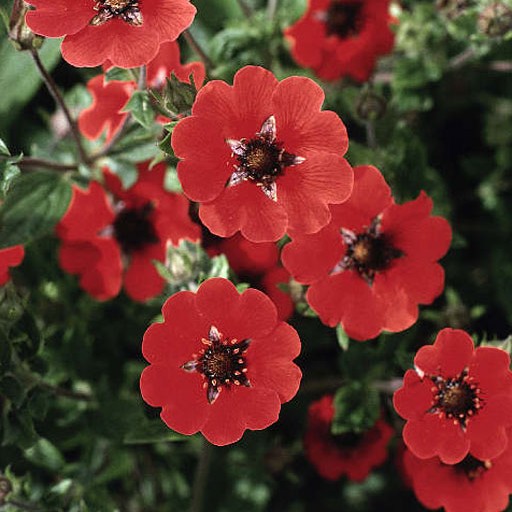 Potentilla 'Gibson's Scarlet'
