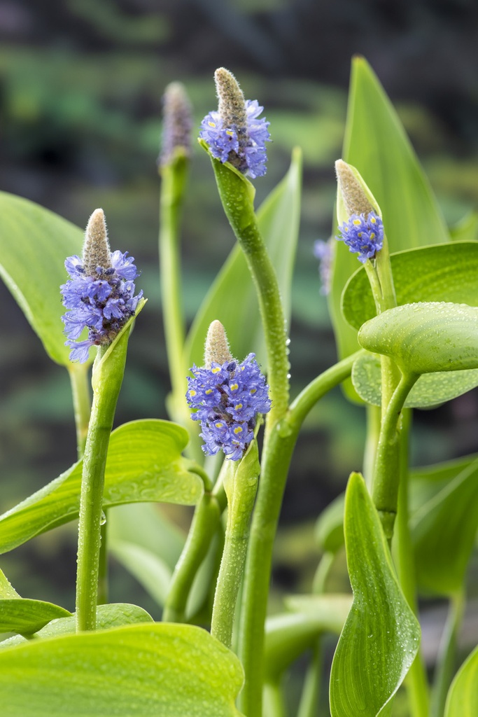 [POLANCE] PONTÉDÉRIE À FEUILLES LANCÉOLÉES (panier 18cm)