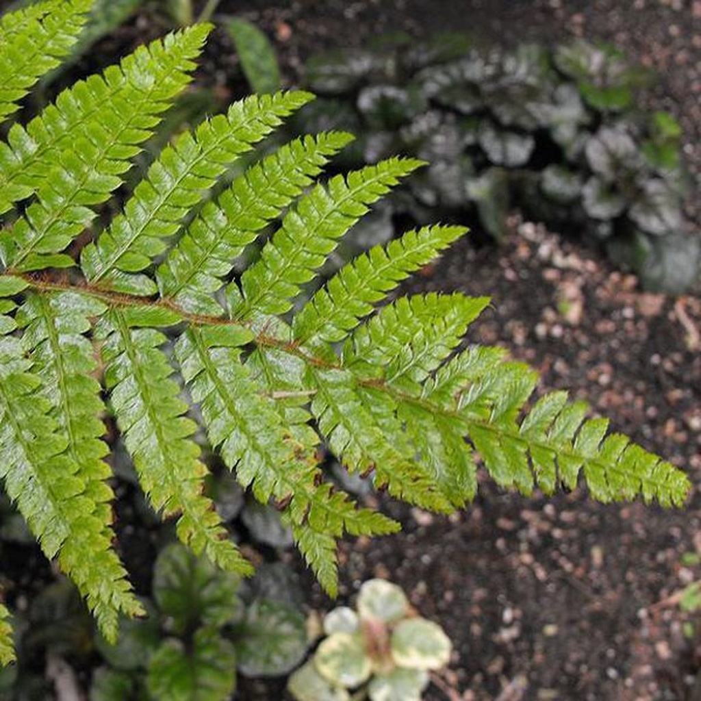 [POPOLYB] Polystichum polyblepharum (pot   9cm)