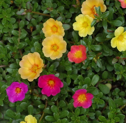 [PORTULA] Portulaca (pot12)