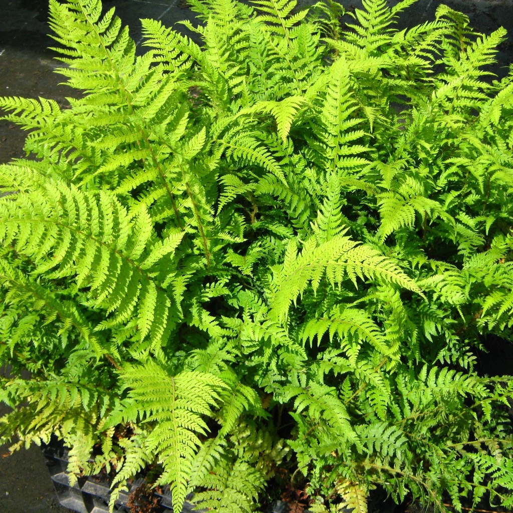 [POSDAHL] Polystichum setiferum 'Dahlem'
