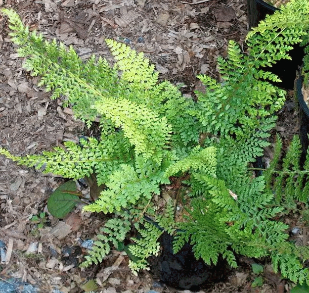 [POSHERR] POLYSTIC À FRONDES SOYEUSES (pot 9cm)
