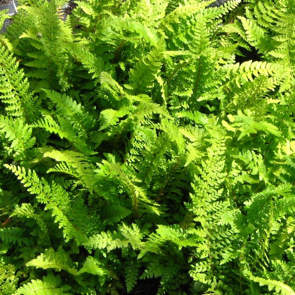 [POSPROL] Polystichum setiferum 'Proliferum' (pot   9cm)