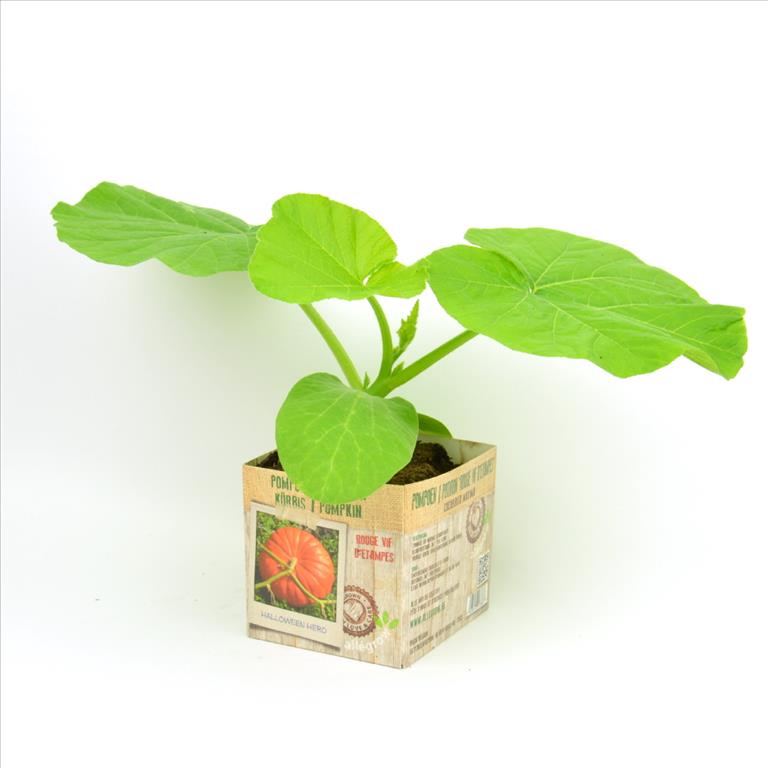 [POVDETA] POMPOEN VIF D'ETAMPES (pot  10.5cm)