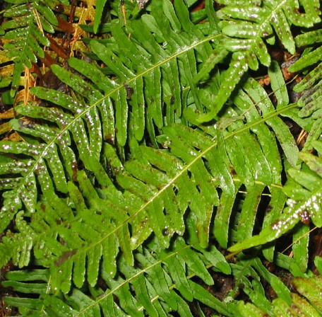 [POVULGA] Polypodium vulgare (pot   9cm)