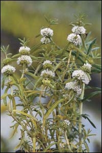 [PRCALBA] Preslia cervina Alba (mand 18cm)