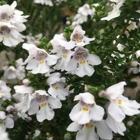 [PRCUNEA] Prostanthera cuneata (pot   2L)