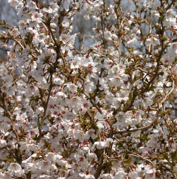 [PRIKNMA] Prunus incisa 'Kojou-No-Mai' (tige, 50cm, pot 3L)