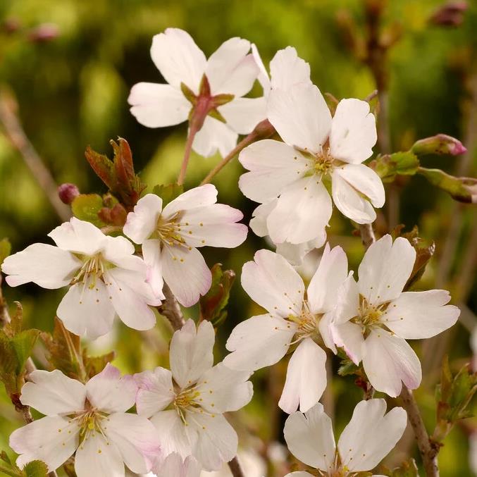 [PRILOTTE] CERISIER À FLEURS (tige, 50cm, pot 3L)