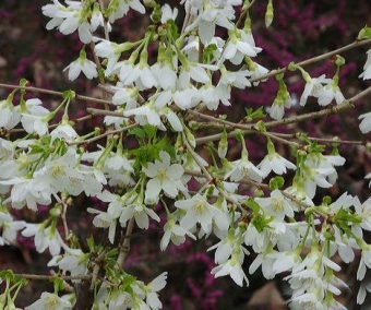 Prunus incisa 'Yamadei'
