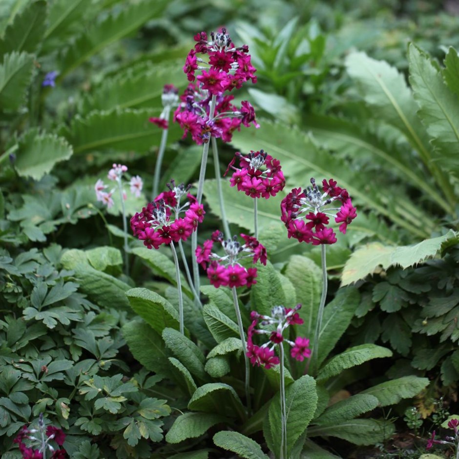 Primula jap. 'M.Crimson'