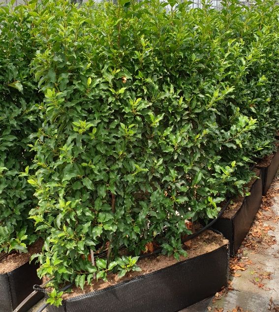 [PRLBREN] Prunus lusit. 'Brenelia' (bol, 70/80cm, pot  65L)
