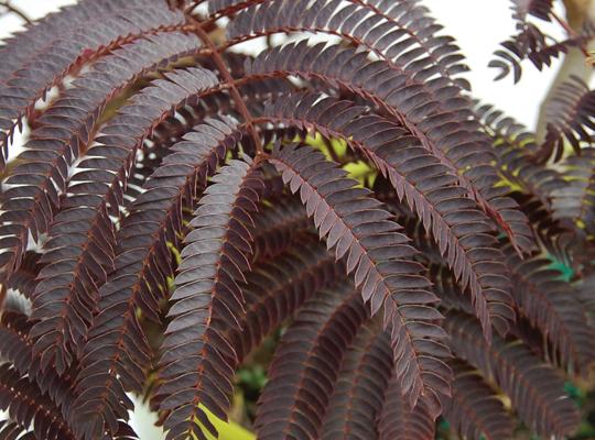 [ALJSCHO] Albizia julibrissin 'Summer Chocolate' (stam, 120cm, pot  10L)