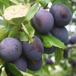 [PROPAL] PRUNE 'OPAL' (demi tige, —, pot)
