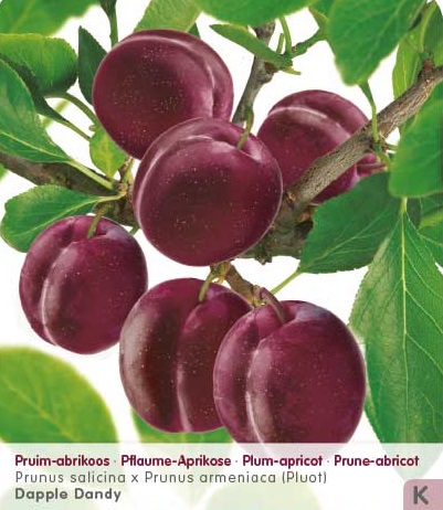 PRUNE-ABRICOT 'PLUOT DAPPLE DANDY'