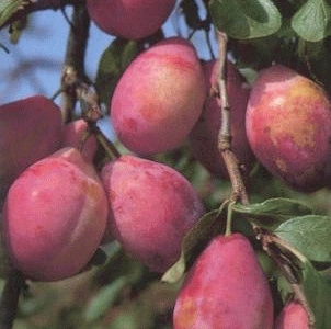 [PRQVICT] Pruim 'QUEEN VICTORIA' (halfstam, —, pot)