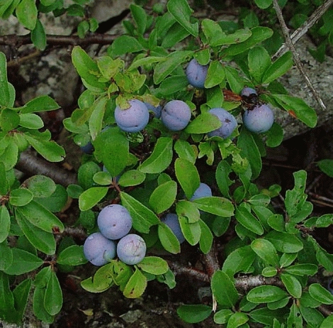 [PRSPINO] Prunus spinosa (100/125cm, pot  10L)