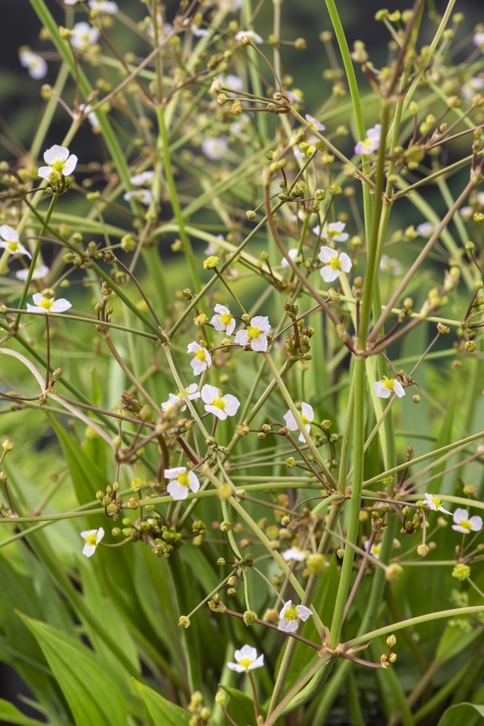 [ALLANCE] Alisma lanceolata (pot   9cmw)