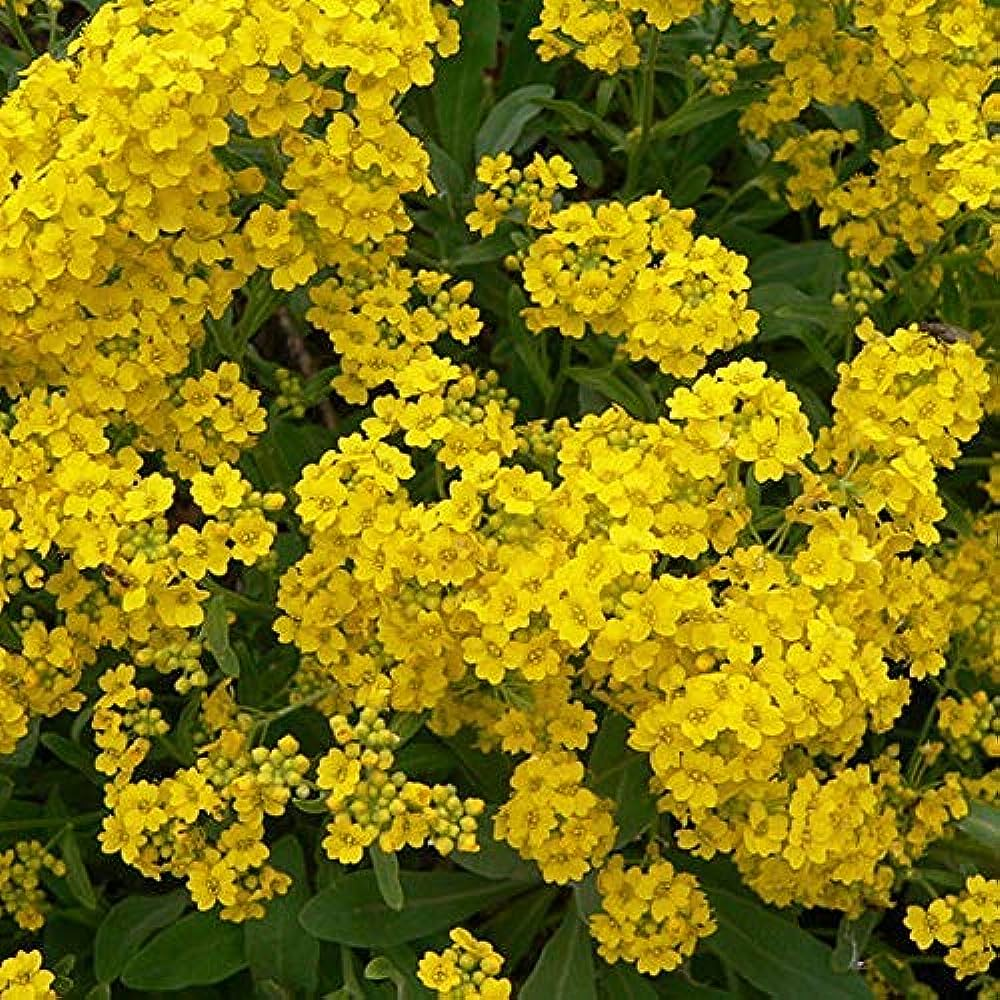 [ALMBERG] Alyssum montanum 'Berggold'