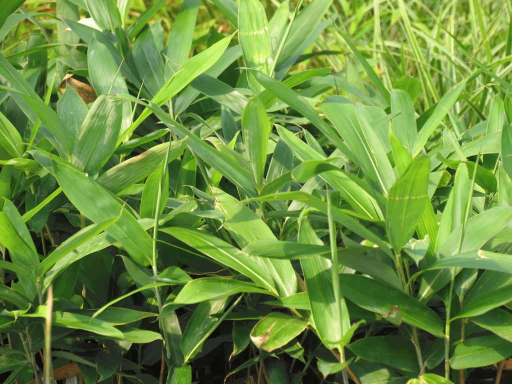 [PSJAPON] Pseudosasa japonica (—, pot 25l 150/175cm)