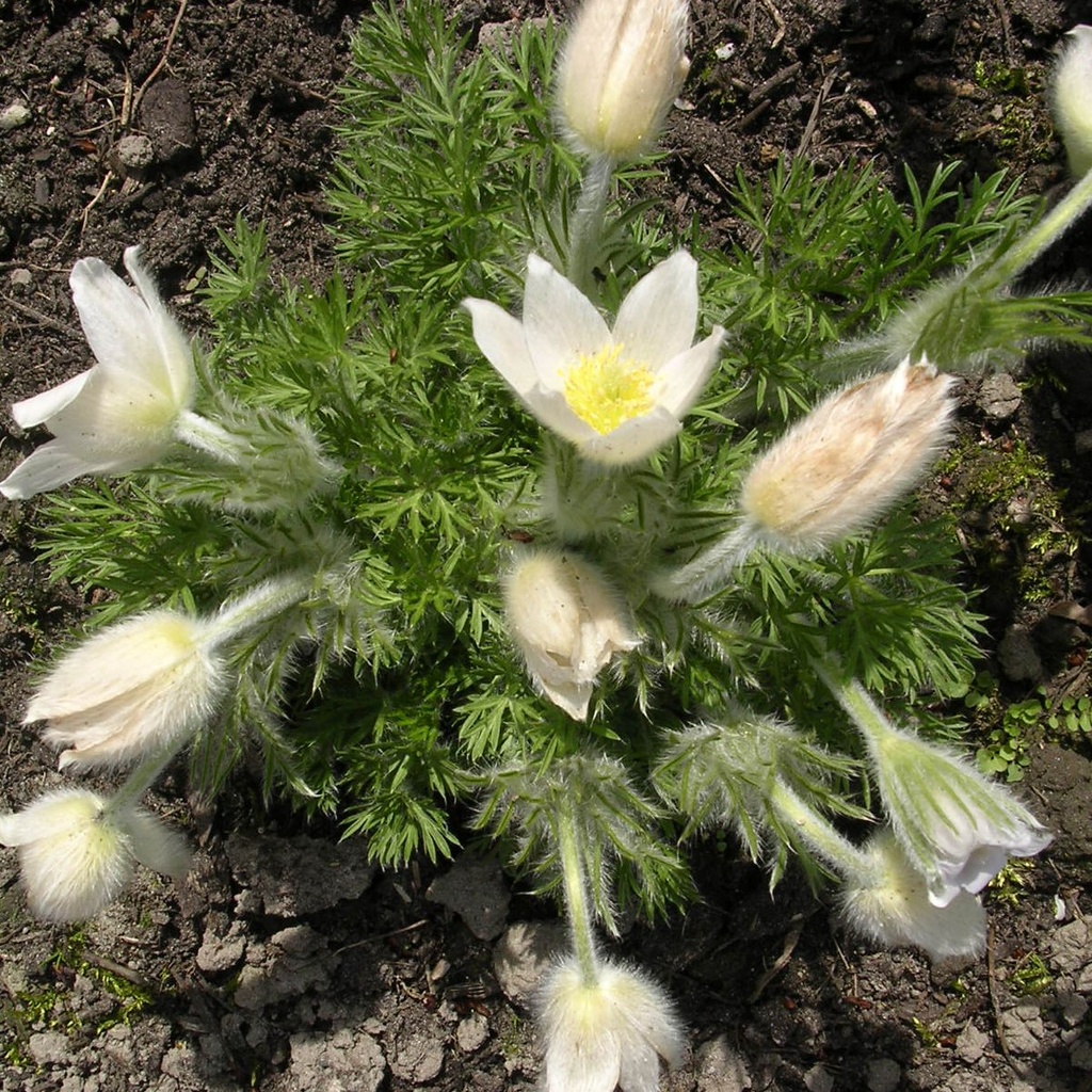Pulsatilla vulgaris 'Alba'