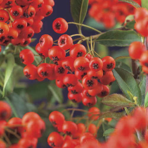 [PYCRCOL] Pyracantha cocc. 'Red Column' (gestokt, 75cm, pot   2.25L)