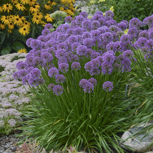 [ALMILLE] Allium 'Millenium' (pot   3L)