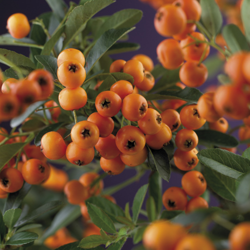 [PYGCHAR] Pyracantha 'Golden Charmer' (baton, 75cm, pot 2.25L)