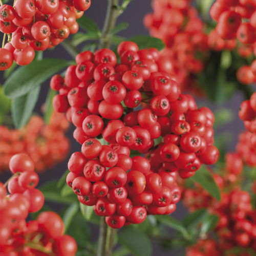 [PYMOHAV] Pyracantha 'Mohave' (baton, 75cm, pot 2.25L)