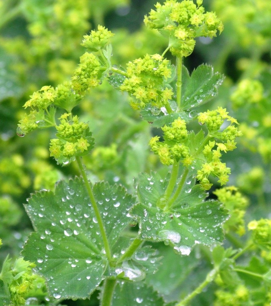 [ALMOLLI] Alchemilla mollis (pot   9cm)