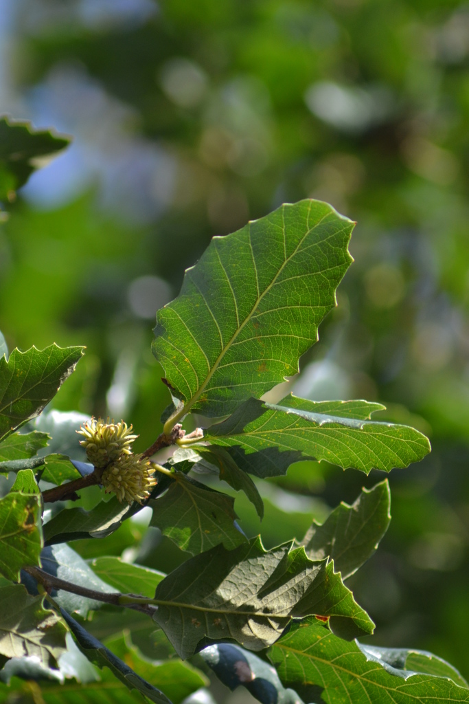 [QUHWAGE] Quercus hispanica 'Wageningen' (hoogstam, 10/12, pot)