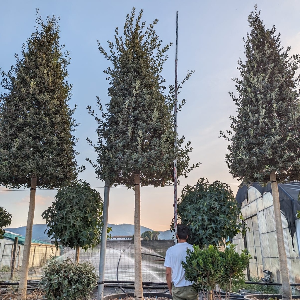 [QUILEX] CHÊNE VERT (haute tige, 8/10, pot)