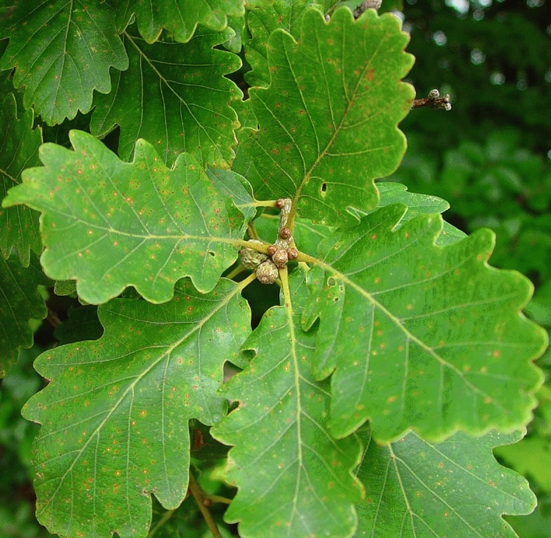 [QUPETRA] Quercus petraea (hoogstam, 8/10, —)