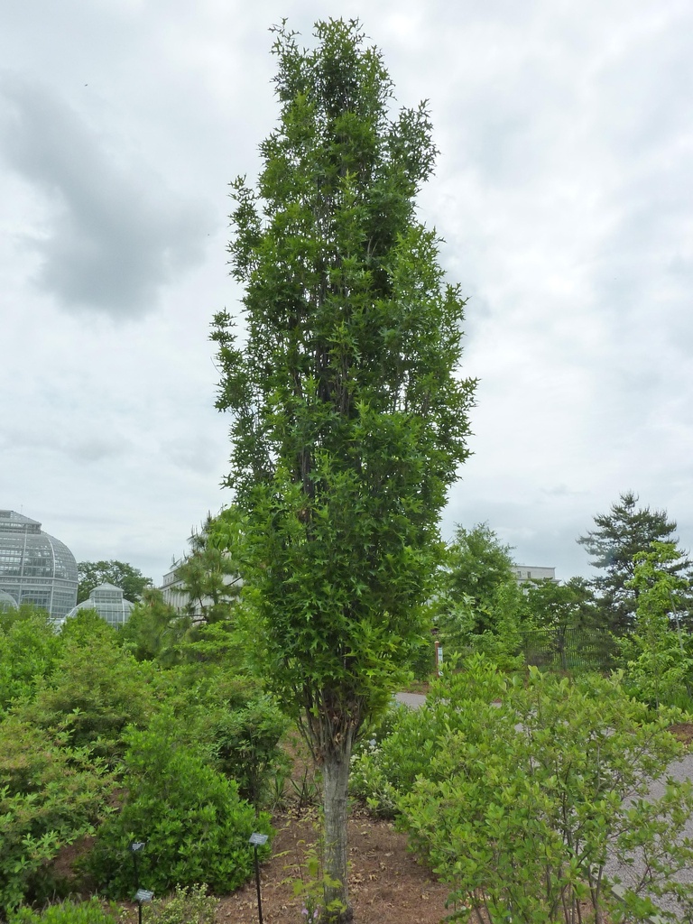 [QUPGPIL] Quercus pal. 'Green Pillar' (spil, 250/300cm, kluit)