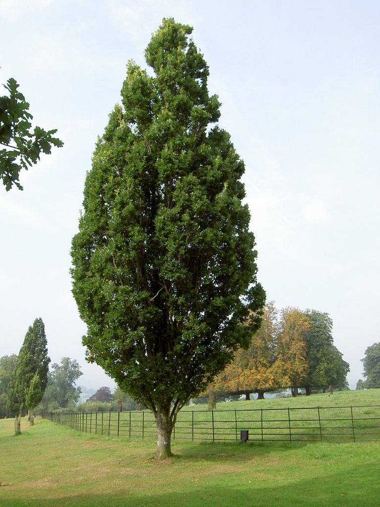 [QURFAST] Quercus robur 'Fastigiata' (spil, 200/250cm, kluit)