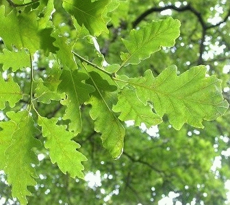 [QUROBUR] Quercus robur (hoogstam, 8/10, pot)