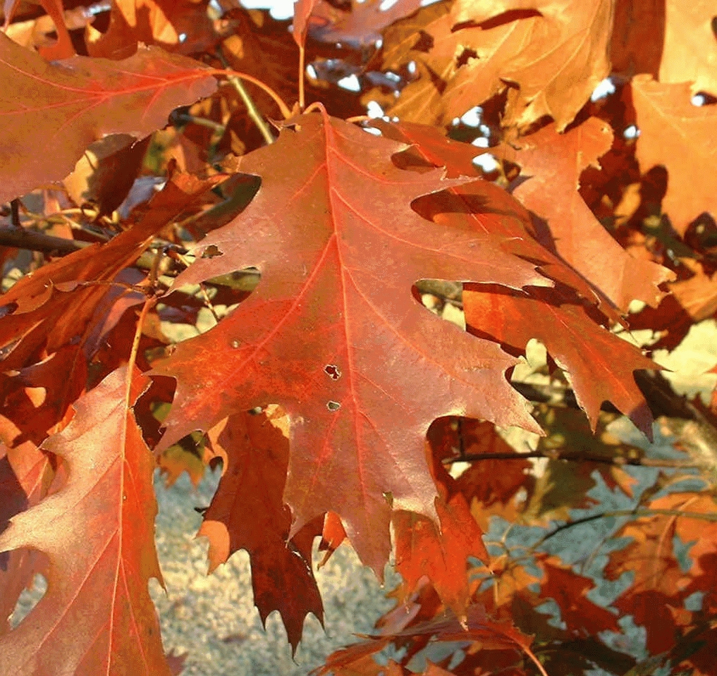 [QURUBRA] Quercus rubra (hoogstam, 8/10, —)