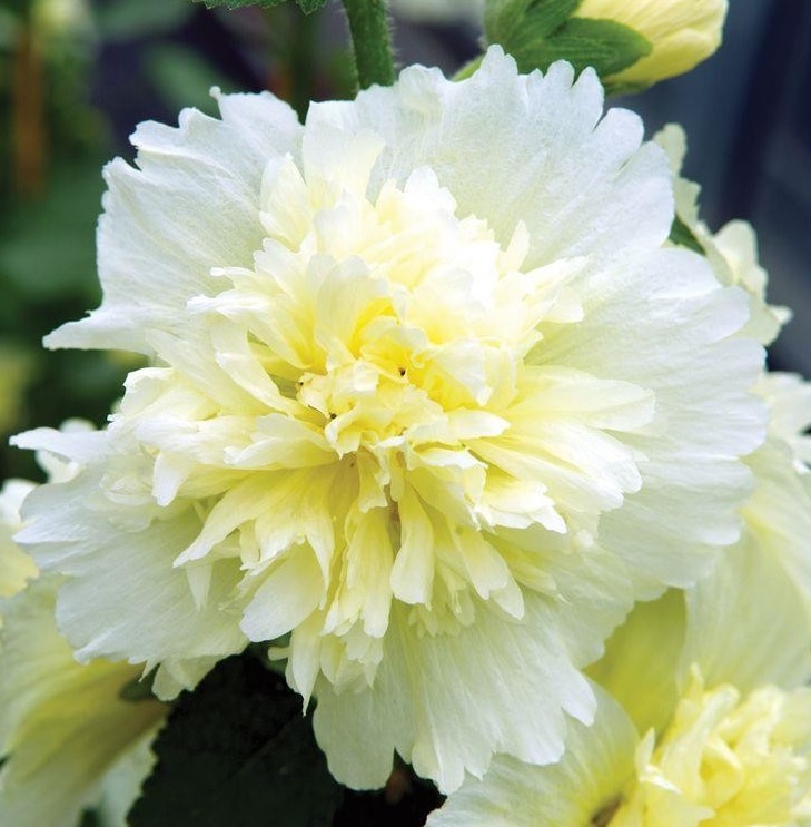 [ALRCGEL] Alcea rosea 'Charters Gelb'