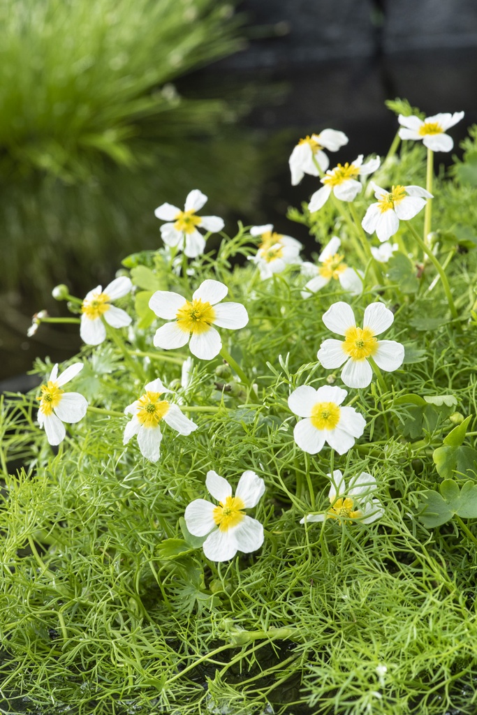 [RAAQUAT] Ranunculus aquatilis (pot   1L)