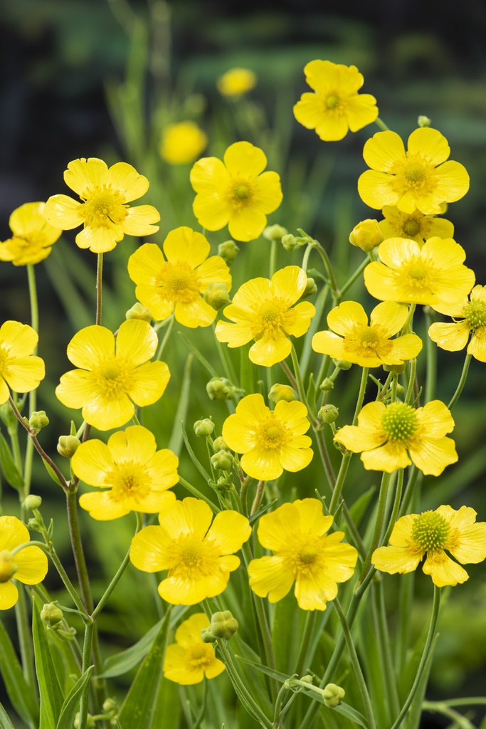 Ranunculus lingua