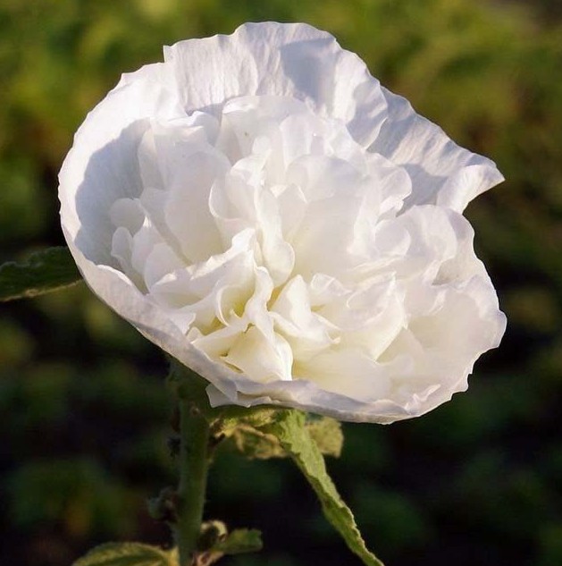 ROSE TRÉMIÈRE